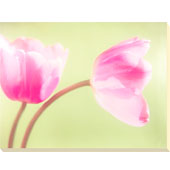 Pale Tulips II